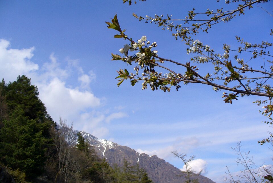Tyrol mountains spring