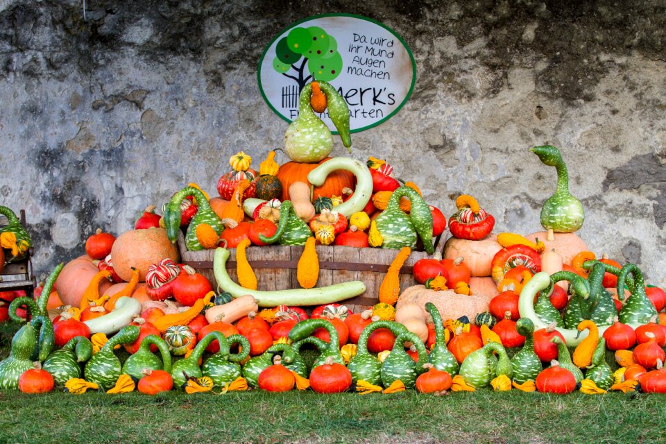 Pumpkin art autumn orange
