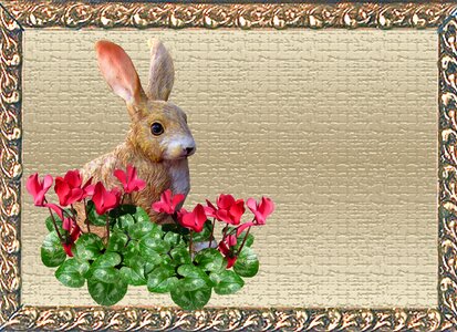 Cyclamen frame