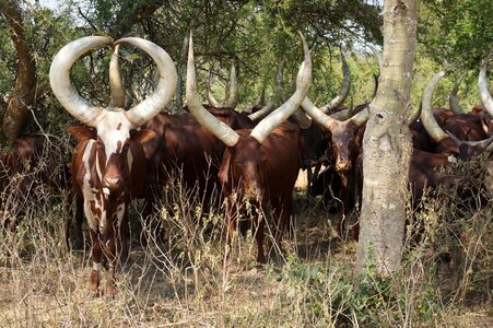 Big horns cows photo