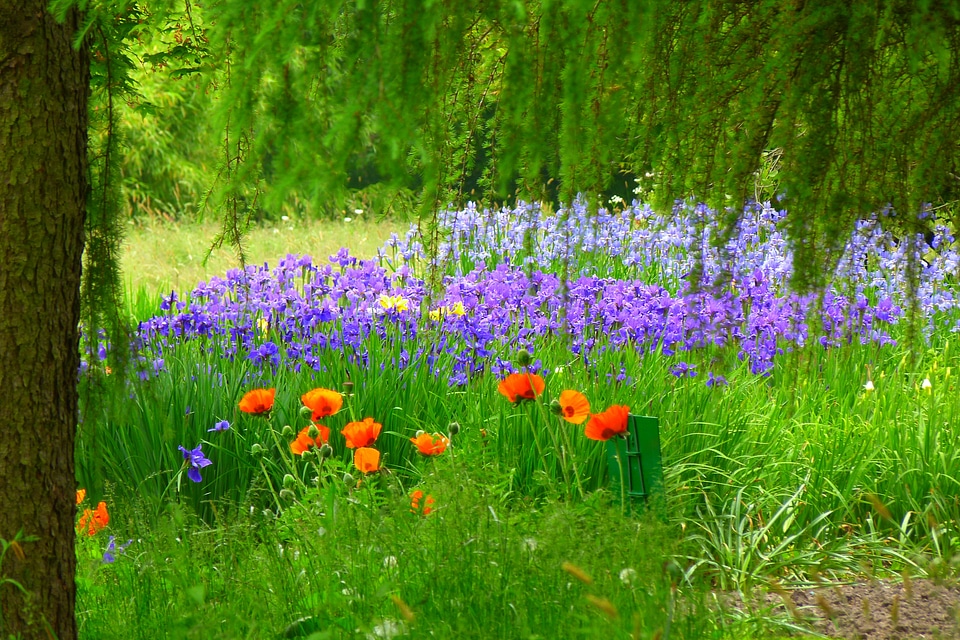 Plant bloom grasses