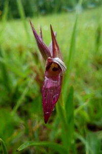 Serapias lingua flower red