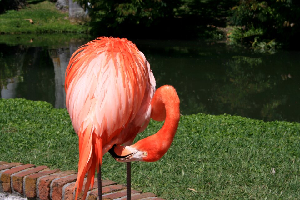 Pink birds exotic