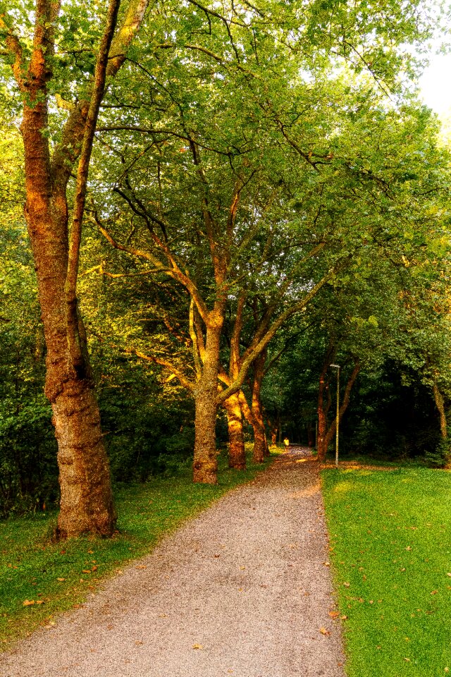 Away trees sun