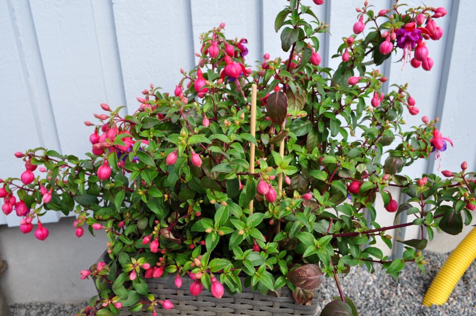 Drop of blood fuchsia flower