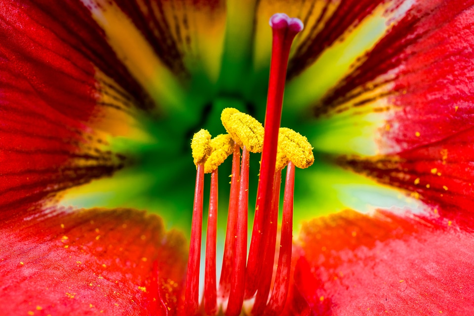 Bloom flower red