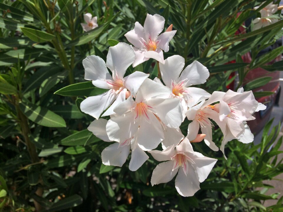 Floral spring blossom