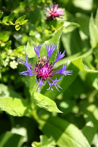 Blue violet flower photo