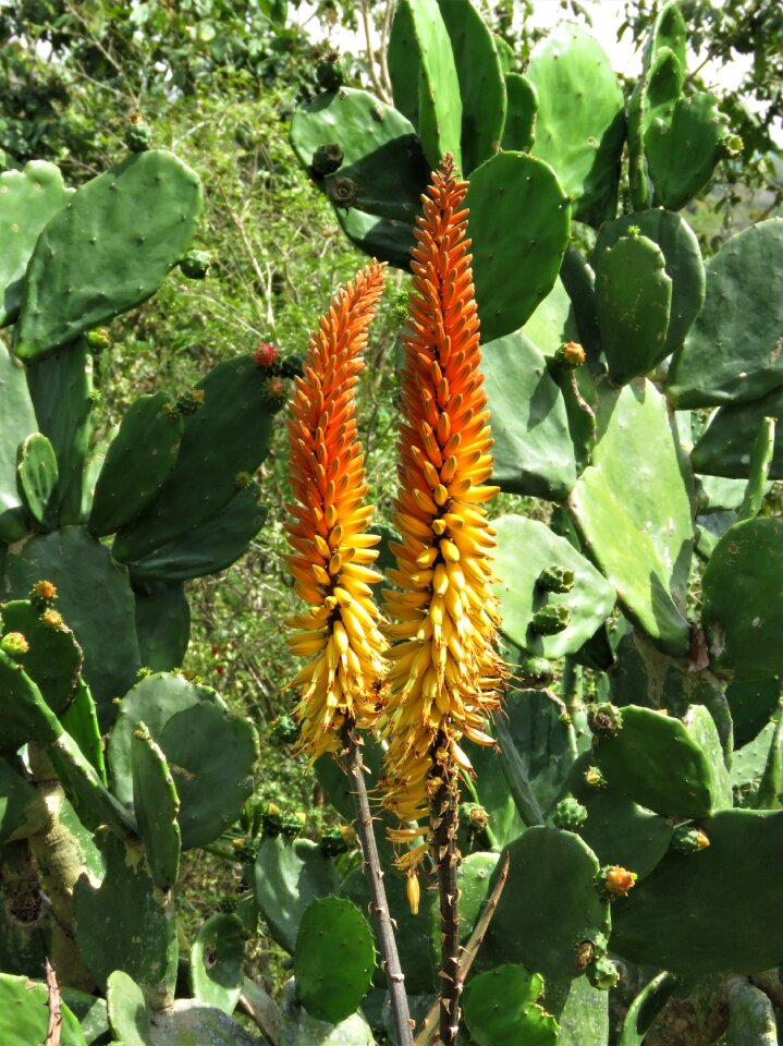 Orange yellow flower close up of flowers