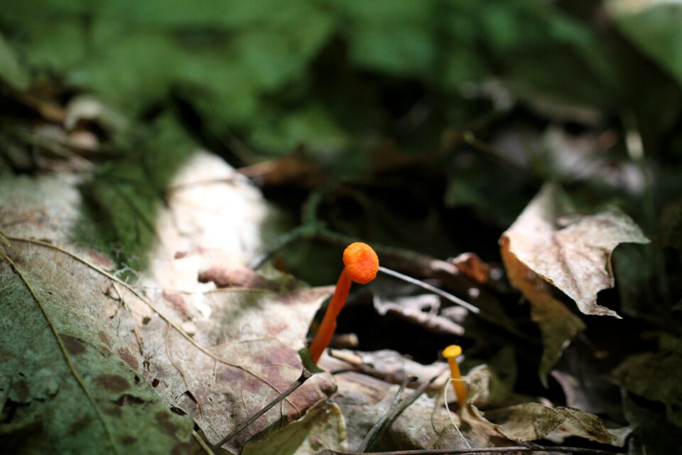 Fungus orange brown
