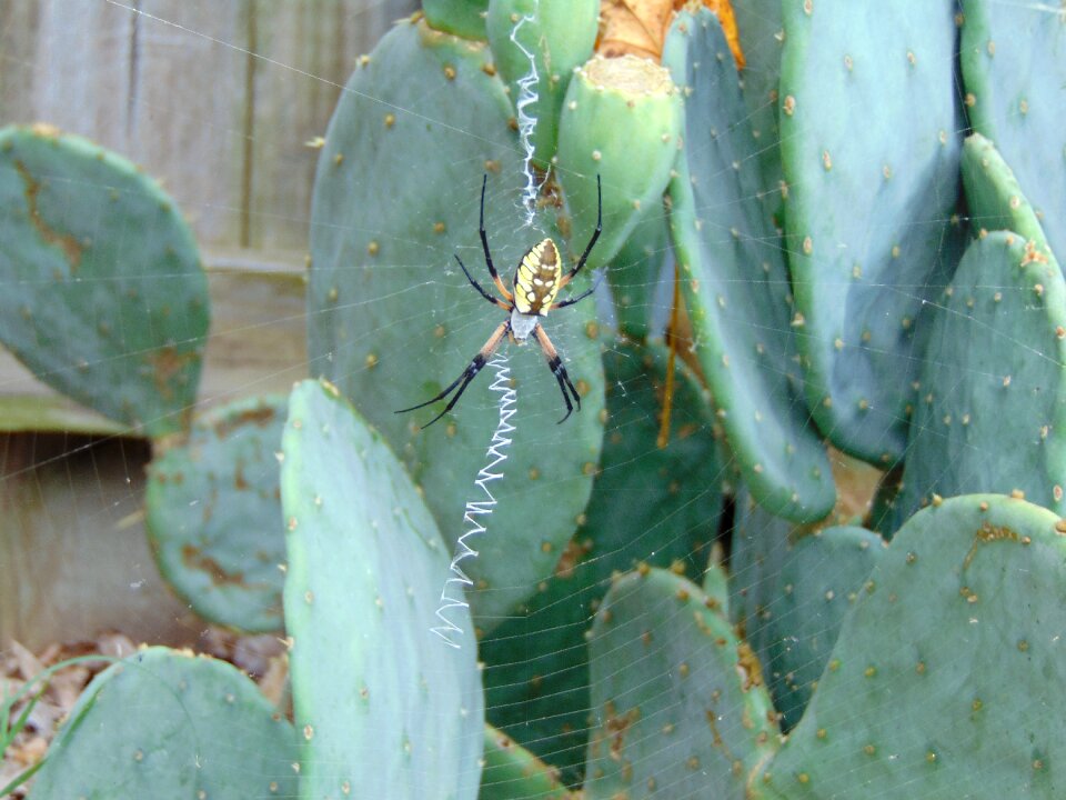 Yellow green cactus