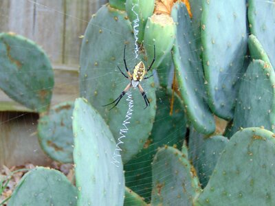 Yellow green cactus