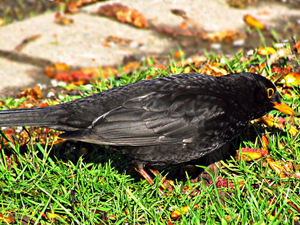 Grass yellow beak nature
