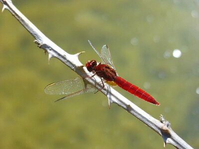 Wetland pond sagnador scarlet