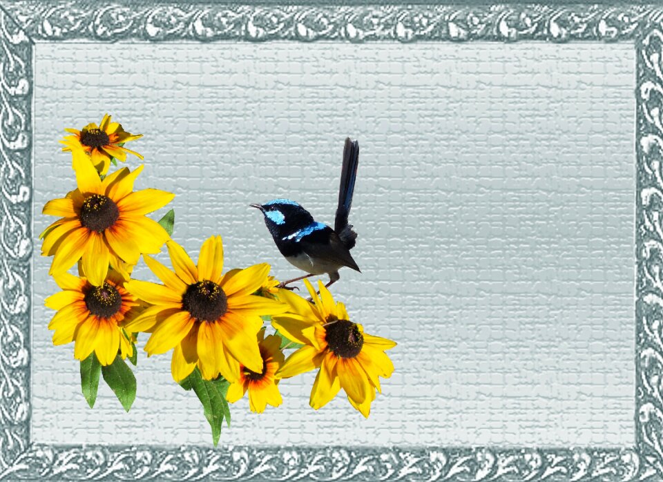 Daisies flowers frame
