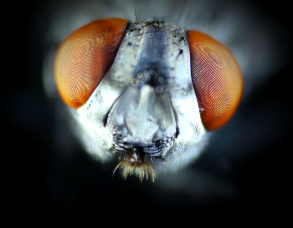 Brown animal insect
