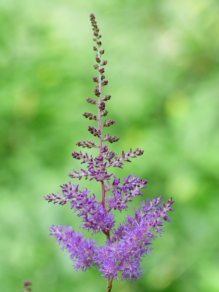 Purple flower inflorescence