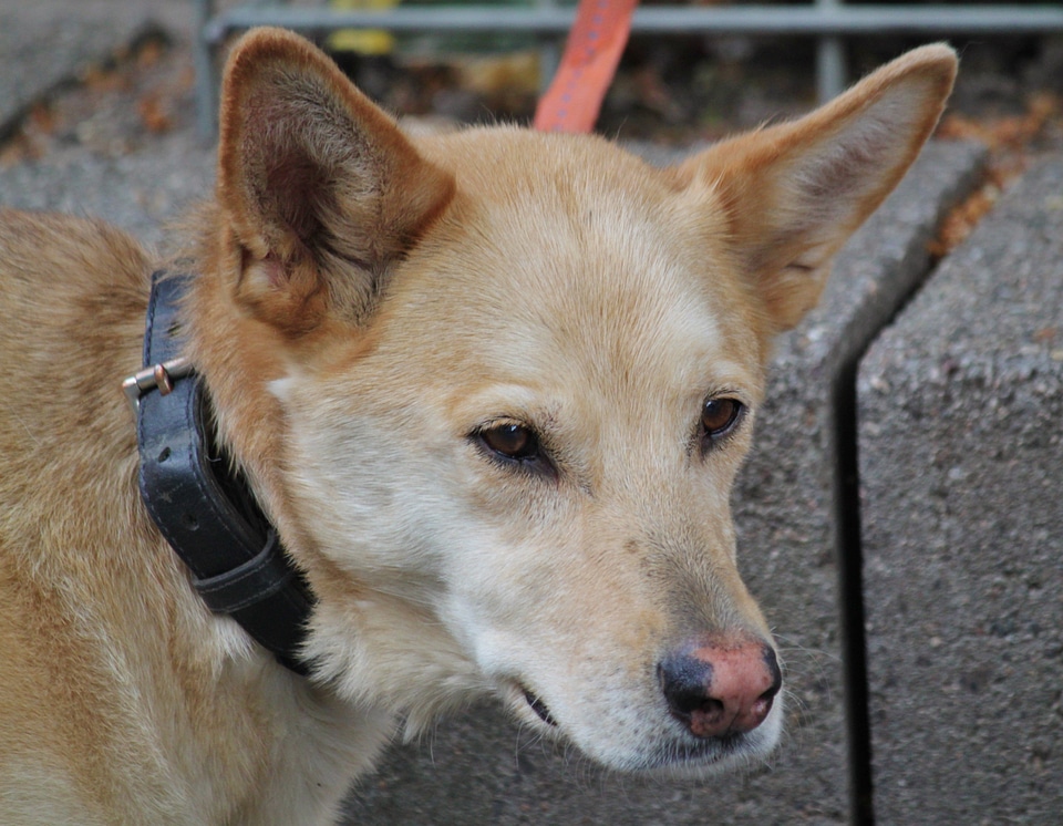 Animal dog look snout