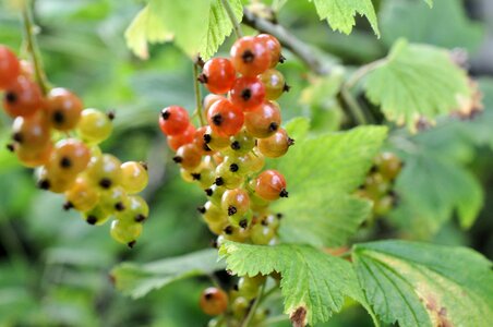 Nature fruit red photo