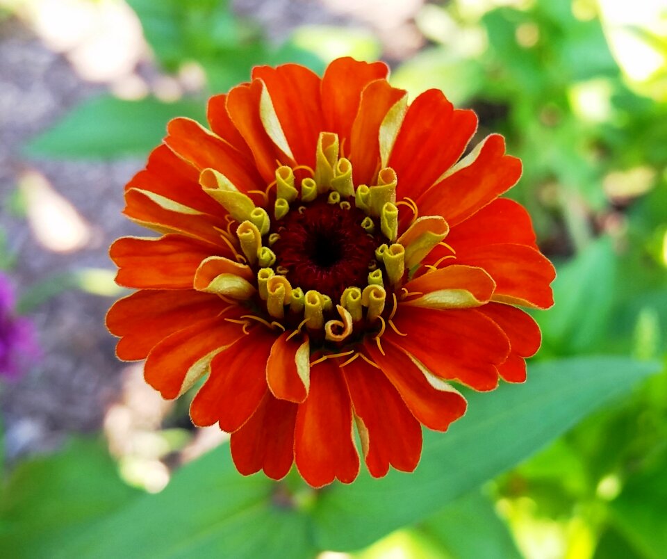 Plant nectar summer