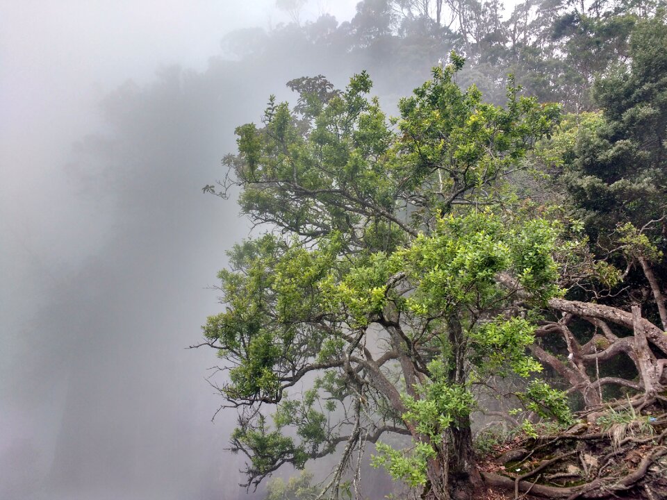 Tree mountain forest