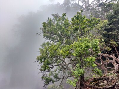 Tree mountain forest photo