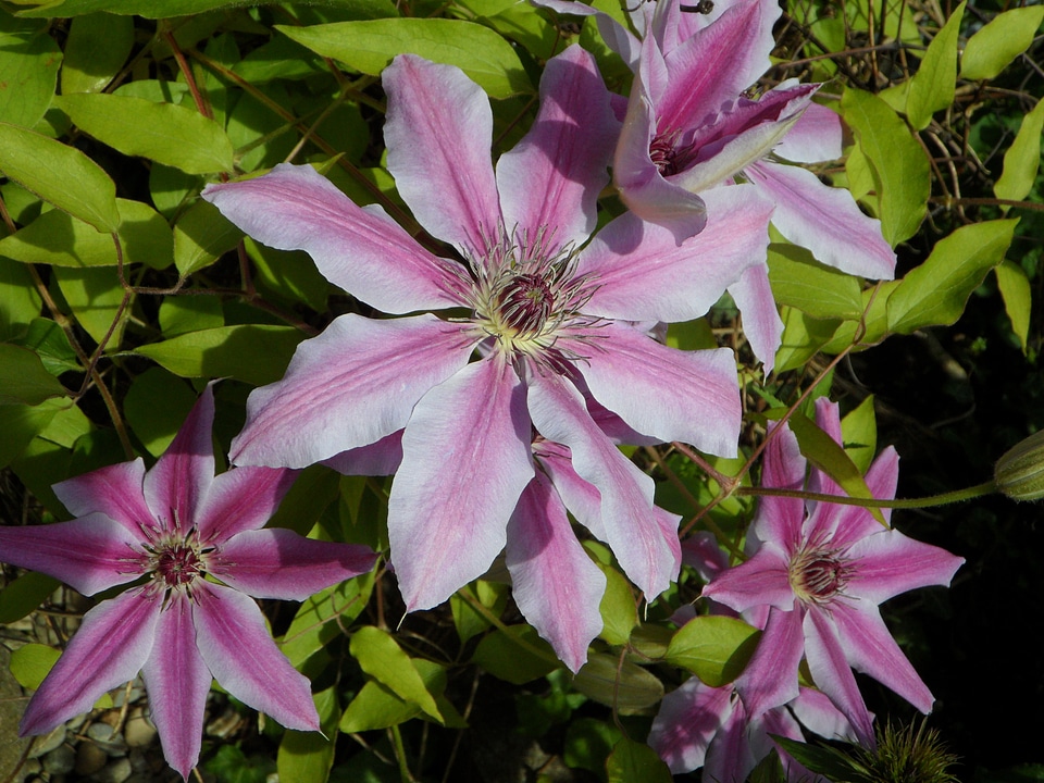 Flowers summer blossom
