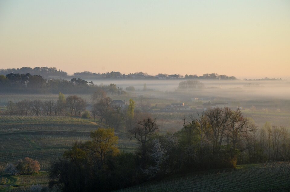 Mist vines harvest
