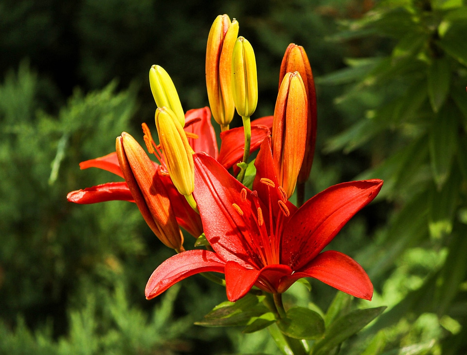 Fragrant plant floral