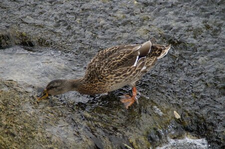 Water bird bird duck bird