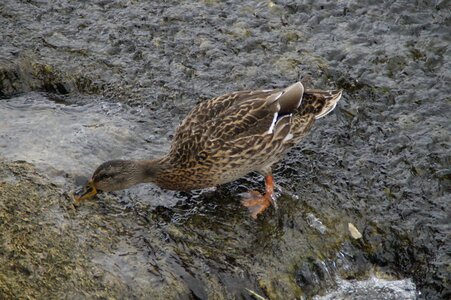 Water bird bird duck bird photo