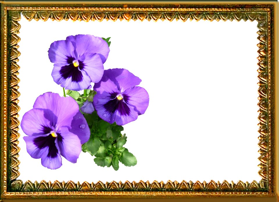 Purple flowers frame