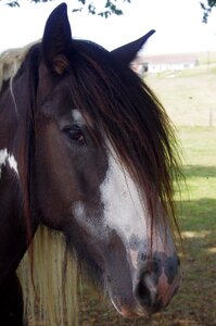 Field animals horse