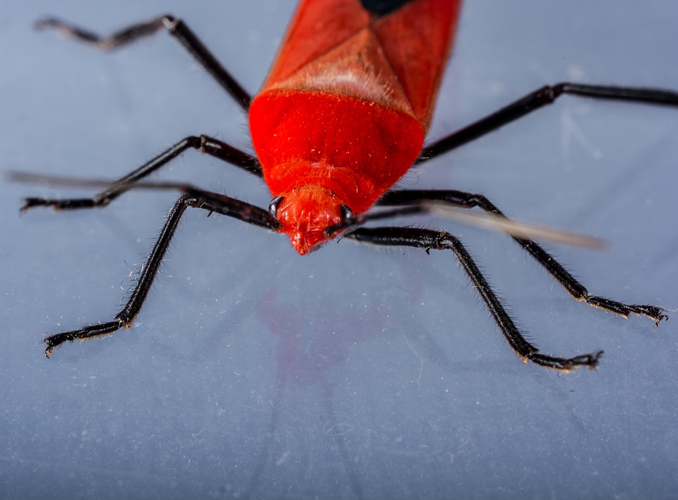 Red beetle insect macro