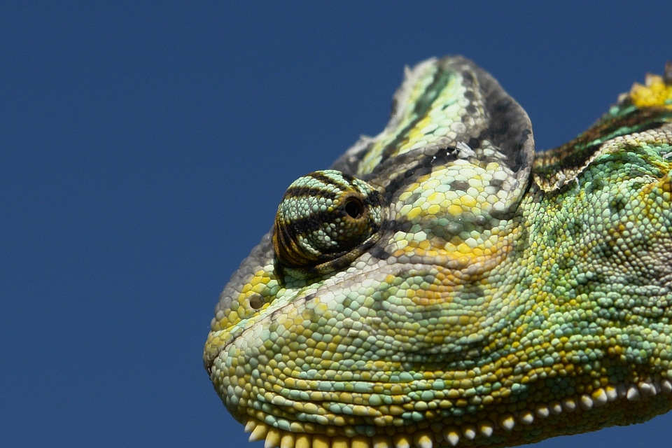 Green chamaeleo calyptratus close up
