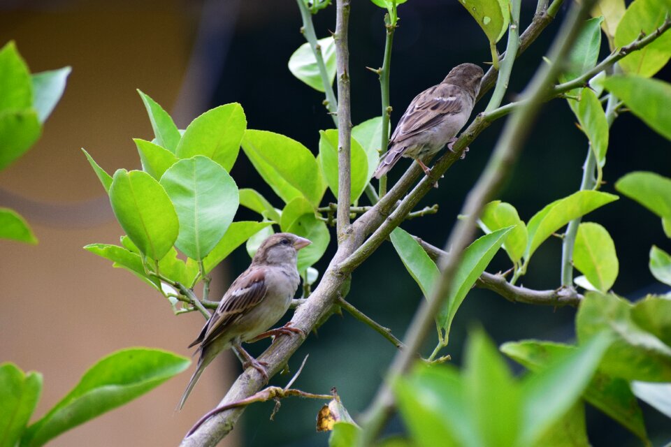 Animal wildlife wild