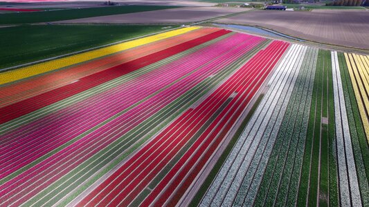 Netherlands spring bulb netherlands photo