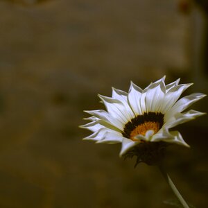 Flowers spring petals photo