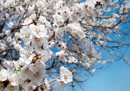 White flowers stamens sunny
