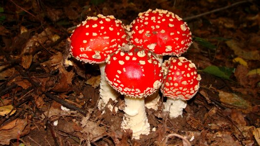 Poisonous mushrooms amanita muscaria autumn photo