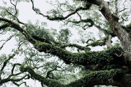 Oak moss green