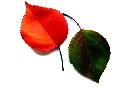 Orange green color