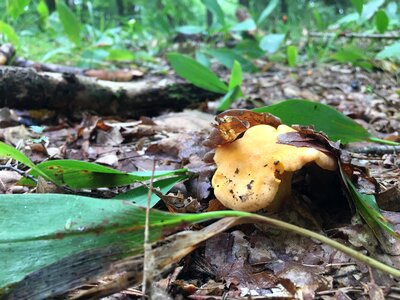 Forest fruits of the forest autumn