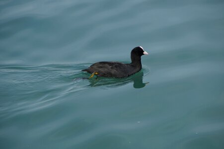 Lake pond ralle photo