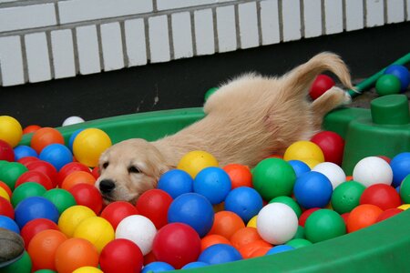 Puppy in the pool dog puppy playing cute puppy photo