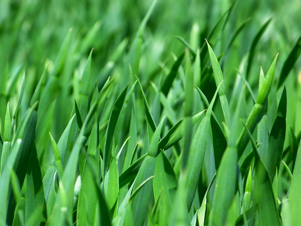 Meadow close up green