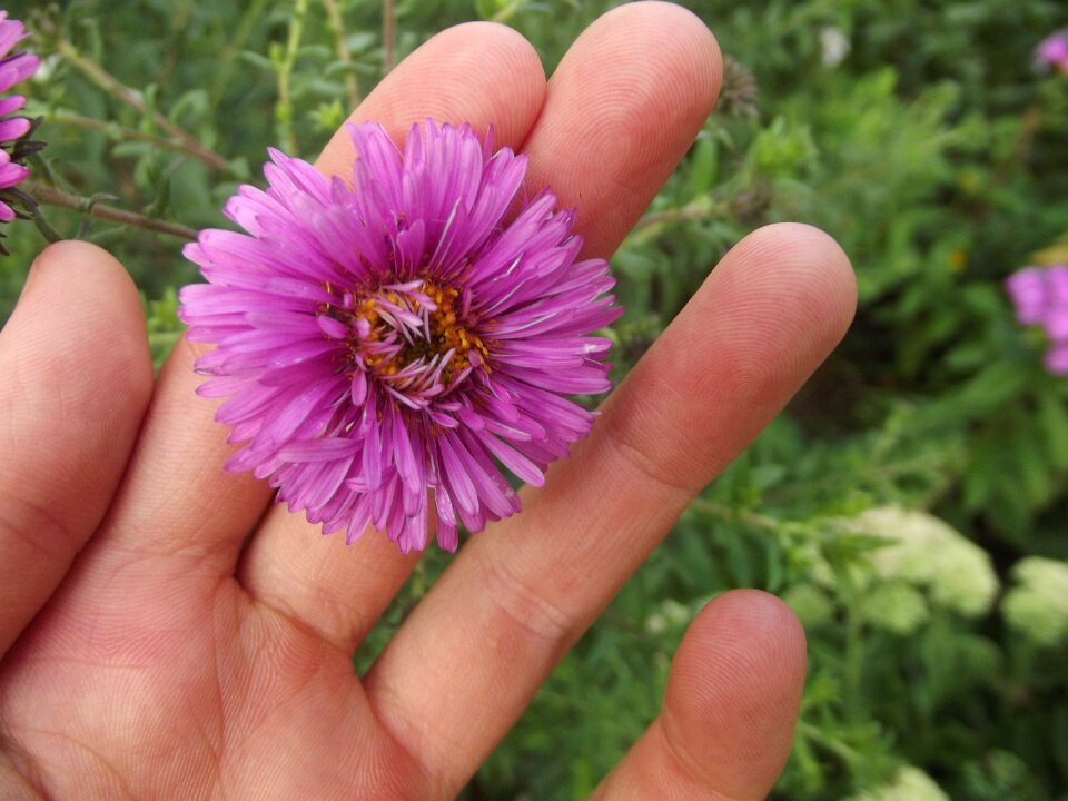 Beautiful flower flowers flora