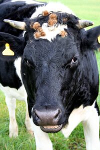 Farm animal