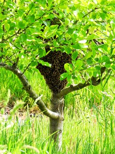 Honeybees spring tree photo