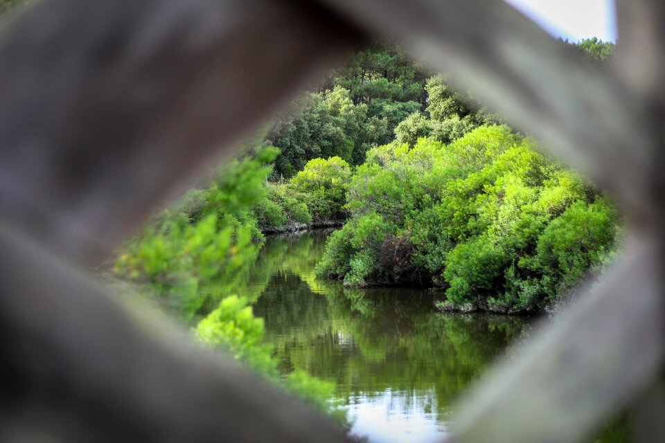River water plants